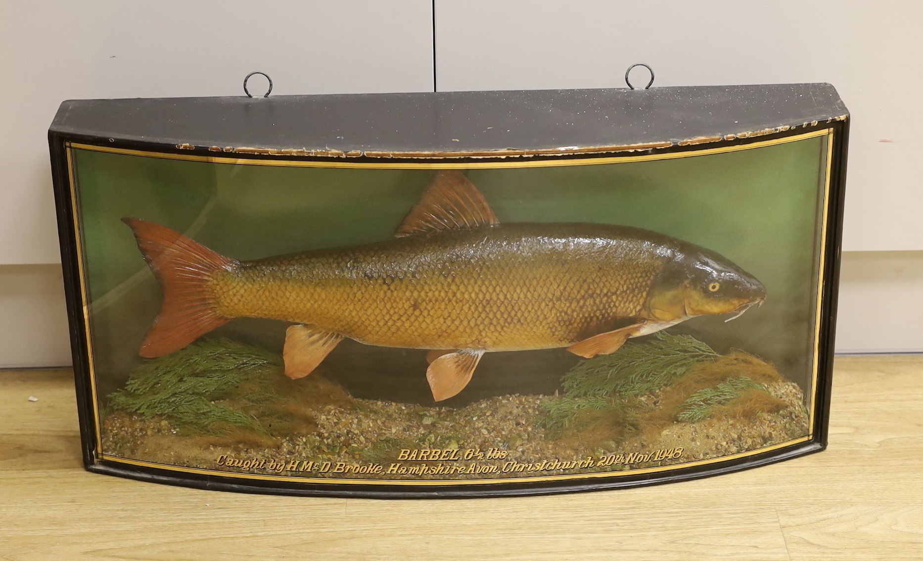 A cased taxidermic barbel, 1948, caught by H. Mc.D Brooke, Christchurch, preserved by J. Cooper & Son, Hounslow